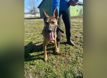 Zoya, geboren 09.10.2023, 63cm sucht ihre Menschen