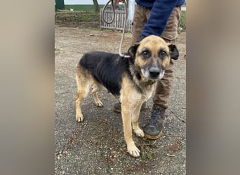 Helena, geboren 12.04.2016, 63cm sucht ihren Ruheplatz