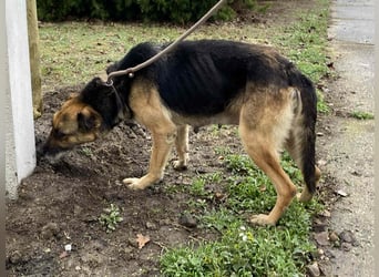 Helena, geboren 12.04.2016, 63cm sucht ihren Ruheplatz