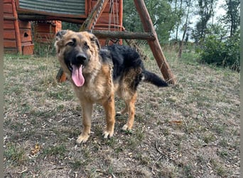 Hector, geboren 15.03.2025, 65cm sucht seine Aufgabe