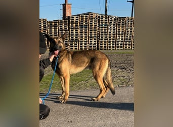 Dexter, geboren 20.08.2024, 66cm sucht Schäfi-Freunde