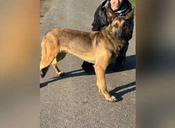 Dexter, geboren 20.08.2024, 66cm sucht Schäfi-Freunde