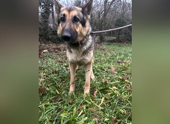 Lady, 1 Jahr, 64cm sucht ihr Zuhause