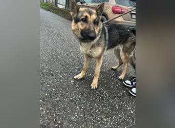 Lady, 1 Jahr, 64cm sucht ihr Zuhause