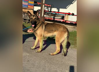 Dexter, geboren 20.08.2024, 66cm sucht Schäfi-Freunde