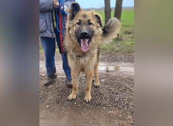 Hector, geboren 15.03.2025, 65cm sucht seine Aufgabe