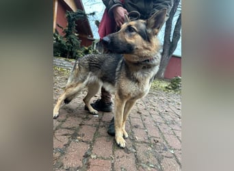 Lady, 1 Jahr, 64cm sucht ihr Zuhause