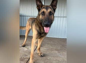 Dexter, geboren 20.08.2024, 66cm sucht Schäfi-Freunde