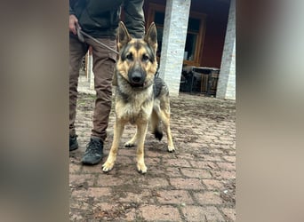 Lady, 1 Jahr, 64cm sucht ihr Zuhause