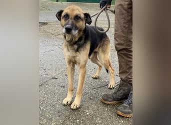 Helena, geboren 12.04.2016, 63cm sucht ihren Ruheplatz