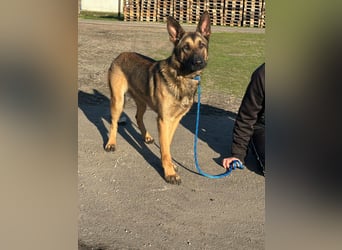 Dexter, geboren 20.08.2024, 66cm sucht Schäfi-Freunde