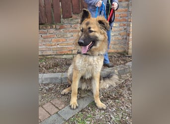 Hector, geboren 15.03.2025, 65cm sucht seine Aufgabe
