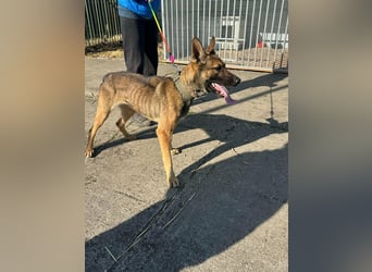 Zoya, geboren 09.10.2023, 63cm sucht ihre Menschen