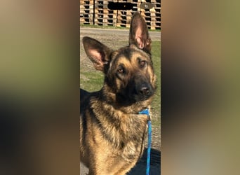 Dexter, geboren 20.08.2024, 66cm sucht Schäfi-Freunde