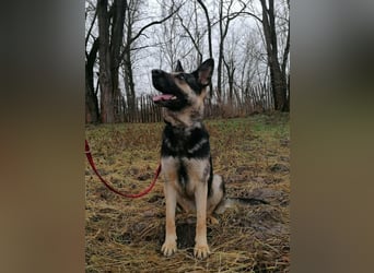 Dezi, geboren 01.03.2023, 63cm sucht ihr Zuhause