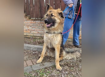 Hector, geboren 15.03.2025, 65cm sucht seine Aufgabe