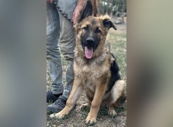 Hector, geboren 15.03.2025, 65cm sucht seine Aufgabe