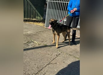 Zoya, geboren 09.10.2023, 63cm sucht ihre Menschen