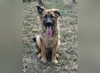 Hector, geboren 15.03.2025, 65cm sucht seine Aufgabe