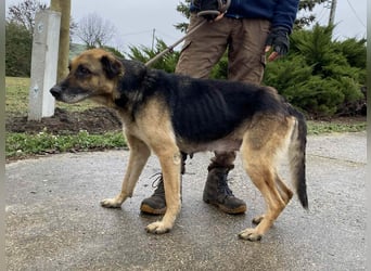 Helena, geboren 12.04.2016, 63cm sucht ihren Ruheplatz