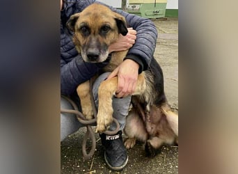 Helena, geboren 12.04.2016, 63cm sucht ihren Ruheplatz