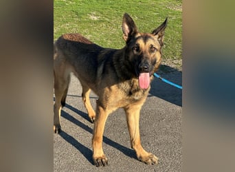 Dexter, geboren 20.08.2024, 66cm sucht Schäfi-Freunde