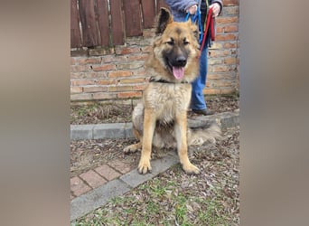 Hector, geboren 15.03.2025, 65cm sucht seine Aufgabe