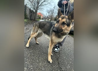 Lady, 1 Jahr, 64cm sucht ihr Zuhause