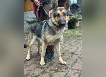 Lady, 1 Jahr, 64cm sucht ihr Zuhause