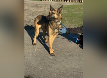 Dexter, geboren 20.08.2024, 66cm sucht Schäfi-Freunde