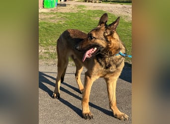 Dexter, geboren 20.08.2024, 66cm sucht Schäfi-Freunde