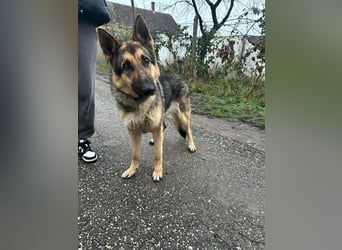 Lady, 1 Jahr, 64cm sucht ihr Zuhause