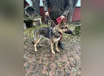 Lady, 1 Jahr, 64cm sucht ihr Zuhause