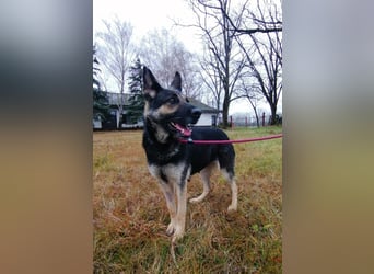 Dezi, geboren 01.03.2023, 63cm sucht ihr Zuhause