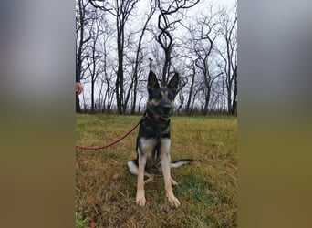 Dezi, geboren 01.03.2023, 63cm sucht ihr Zuhause