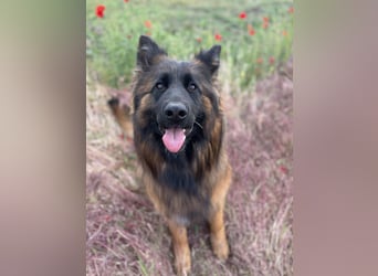 Florencia, 2 Jahre, 63cm sucht ihr für immer Zuhause