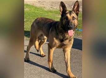 Dexter, geboren 20.08.2024, 66cm sucht Schäfi-Freunde