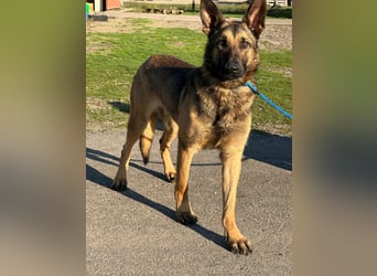 Dexter, geboren 20.08.2024, 66cm sucht Schäfi-Freunde