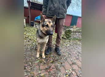 Lady, 1 Jahr, 64cm sucht ihr Zuhause