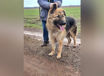 Hector, geboren 15.03.2025, 65cm sucht seine Aufgabe