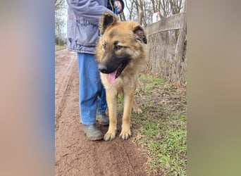Hector, geboren 15.03.2025, 65cm sucht seine Aufgabe