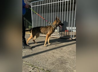 Zoya, geb. 09.10.2023, 63 cm, wünscht sich ein aktives Zuhause
