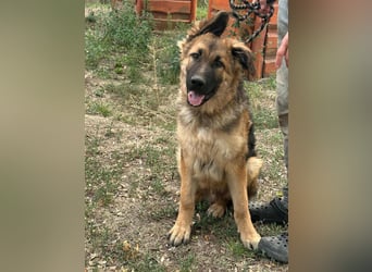 Hector, geboren 15.03.2025, 65cm sucht seine Aufgabe