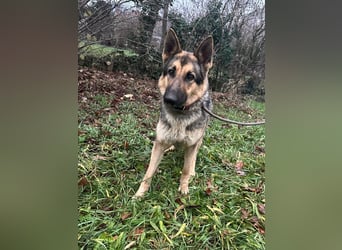 Lady, 1 Jahr, 64cm sucht ihr Zuhause