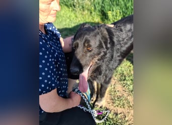 Onix, 02.2019, 67cm, sucht endlich sein für immer zu Hause