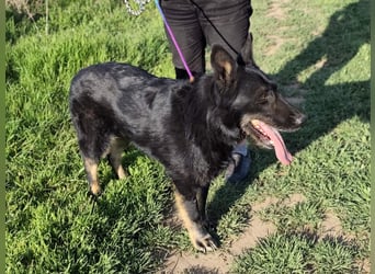 Onix, 02.2019, 67cm, sucht endlich sein für immer zu Hause