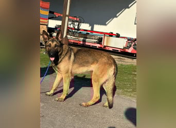 Dexter, geboren 20.08.2024, 66cm sucht Schäfi-Freunde