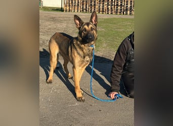 Dexter, geboren 20.08.2024, 66cm sucht Schäfi-Freunde