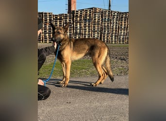 Dexter, geboren 20.08.2024, 66cm sucht Schäfi-Freunde