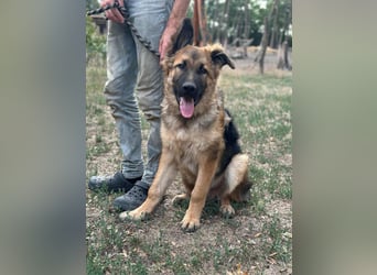 Hector, geboren 15.03.2025, 65cm sucht seine Aufgabe